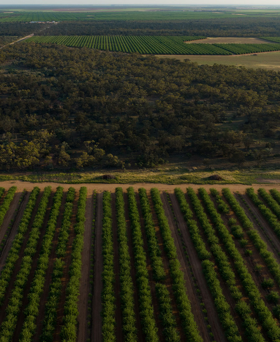Select Harvests drone orchard 1100×900