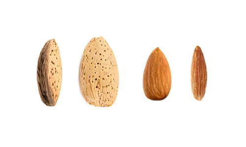 SHV Almond Profile Carina 500×300