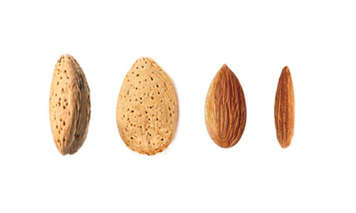 SHV Almond Profile Wood Colony v2 500×300