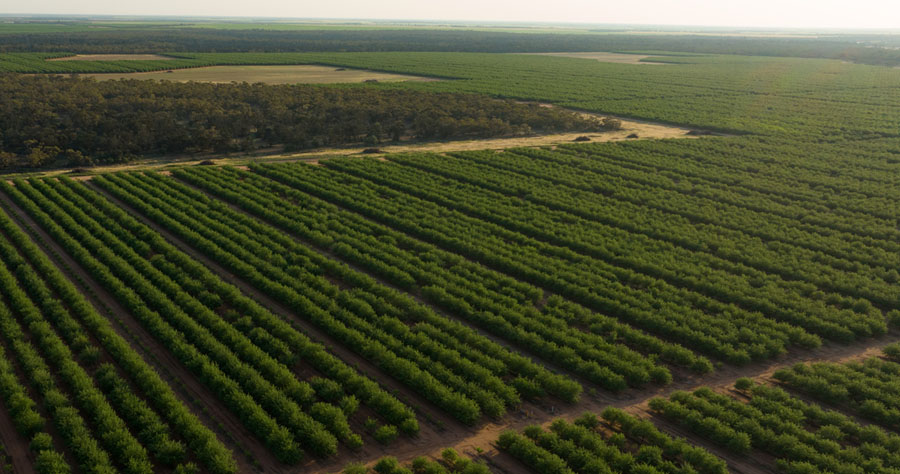 Select Harvests Strat Miss Orch Drone 900×474