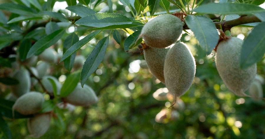 Select Harvests Strat Miss Tree fruit close900x474